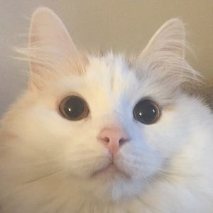 Meet your Posher, Gina